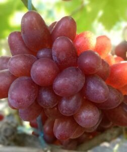 Подарок Нікополю