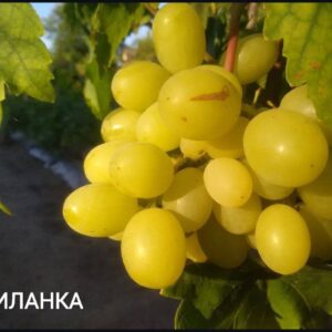 Міланка