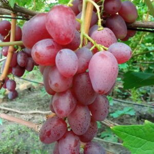 Мєчта Фермера