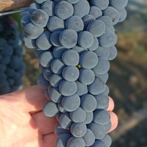 Шираз (Сіра)