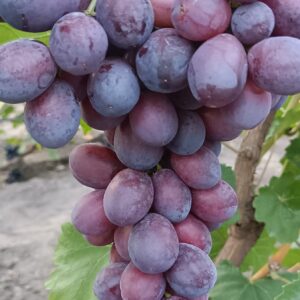 Красна Пуля (Сюзанна)